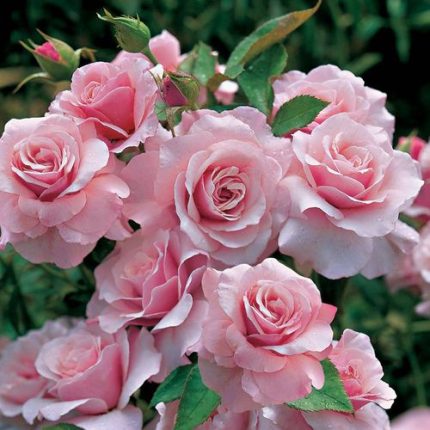 Our Lady of Guadalupe Floribunda Rose