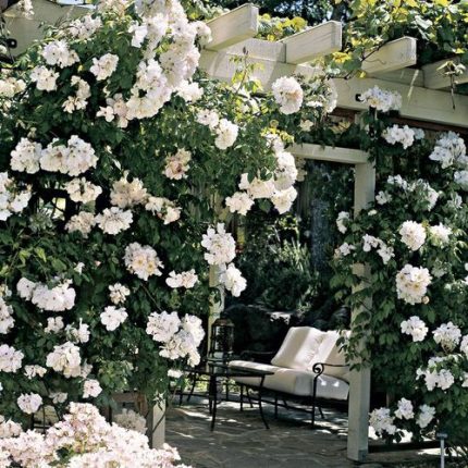 Sally Holmes Climbing Rose