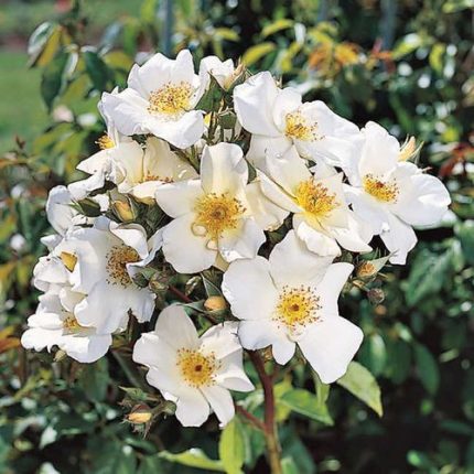 Sally Holmes Climbing Rose