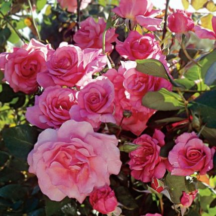 Social Climber Climbing Rose