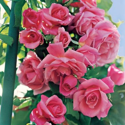 Social Climber Climbing Rose