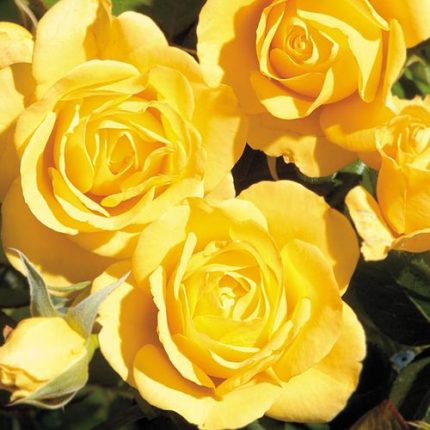 Walking on Sunshine Floribunda Rose