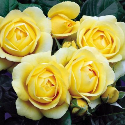 Walking on Sunshine Floribunda Rose