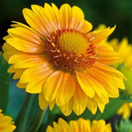 Gaillardia 'Arizona Apricot'