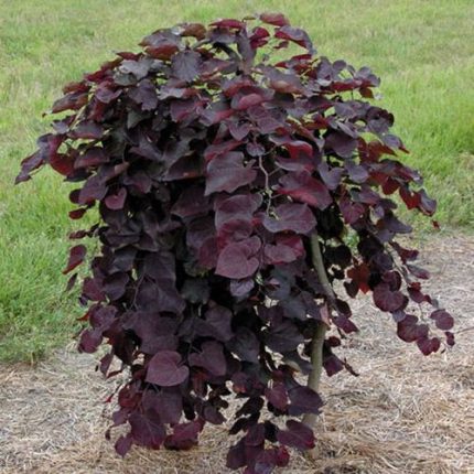 Ruby Falls Redbud