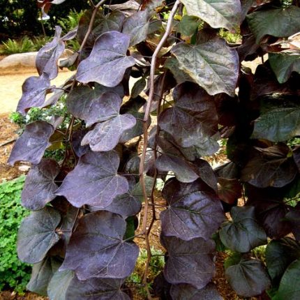 Ruby Falls Redbud