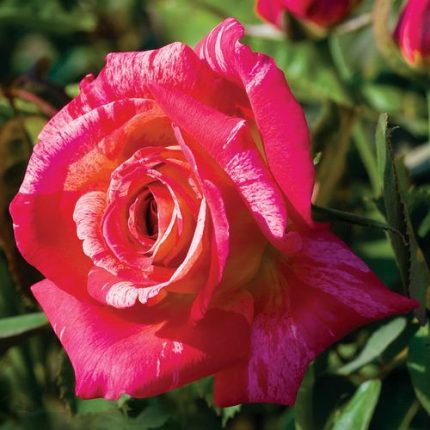 Hypnotized! Hybrid Tea Rose