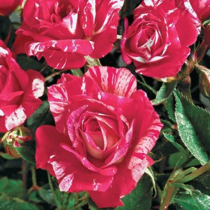 Hypnotized! Hybrid Tea Rose