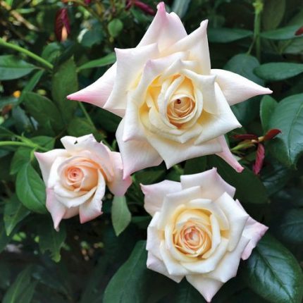 Soft Whisper Hybrid Tea Rose