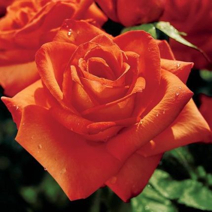 Wildfire Hybrid Tea Rose