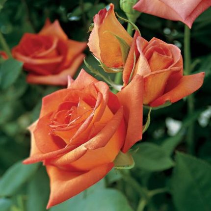 Wildfire Hybrid Tea Rose