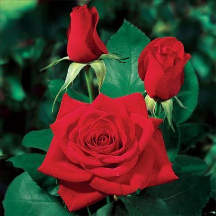 Olympiad Hybrid Tea Rose