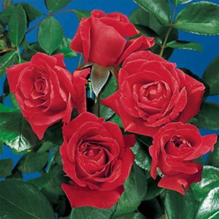 Olympiad Hybrid Tea Rose