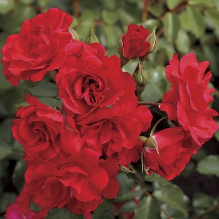 Crush on You Floribunda Rose