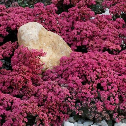 Sedum SunSparkler 'Dazzleberry' Stonecrop