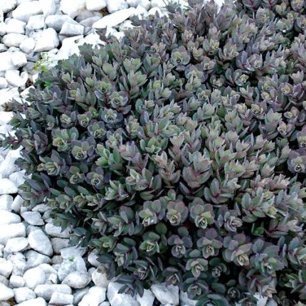 Sedum SunSparkler 'Dazzleberry' Stonecrop