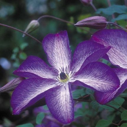 Clematis 'Venosa Violacea'