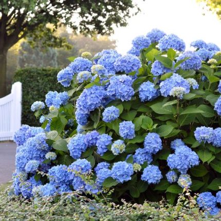 Endless Summer Hydrangea