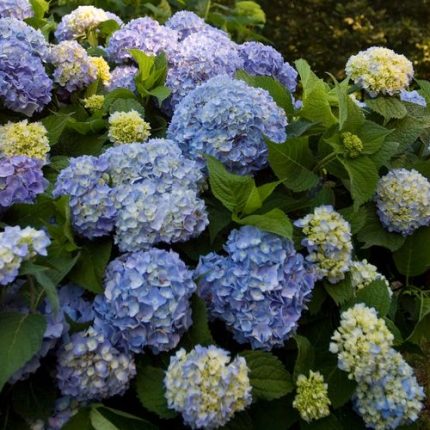 Endless Summer Hydrangea