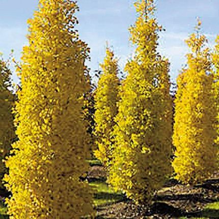 Ginkgo 'Goldspire'