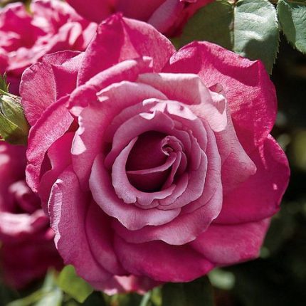 Heirloom Hybrid Tea Rose