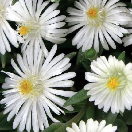 Delosperma 'Jewel of Desert Moonstone'