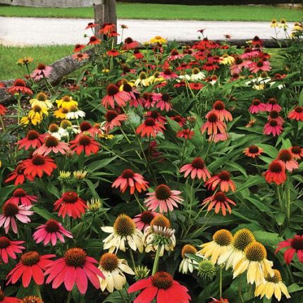 Echinacea 'Cheyenne Spirit' Mix