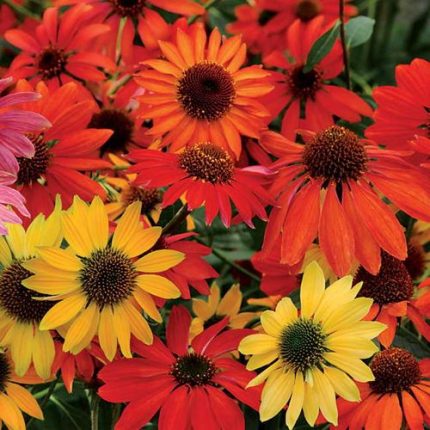 Echinacea 'Cheyenne Spirit' Mix