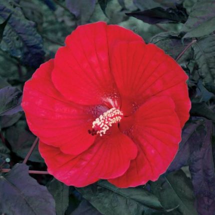 Hibiscus 'Midnight Marvel' Rose Mallow