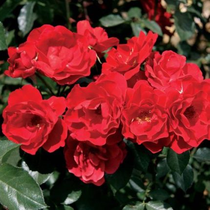 Double Red Simplicity Hedge Rose