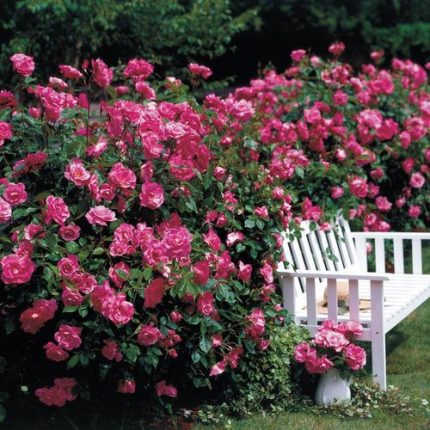 Simplicity Hedge Rose