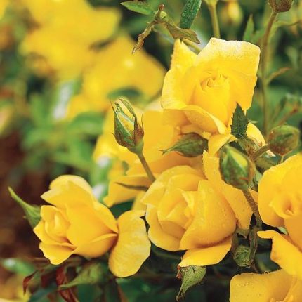 Yellow Simplicity Hedge Rose