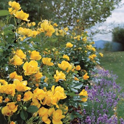 Yellow Simplicity Hedge Rose