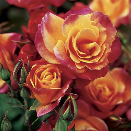 Joseph's Coat Climbing Rose