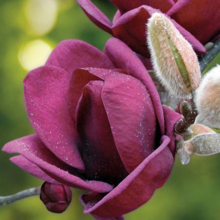 Magnolia 'Genie'