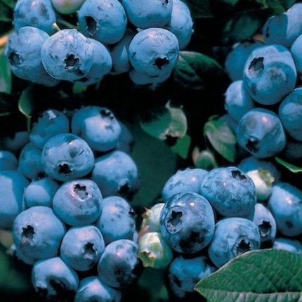 Vaccinium 'Tophat' Blueberry