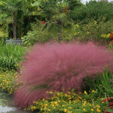 Muhlenbergia Pink Muhly Grass