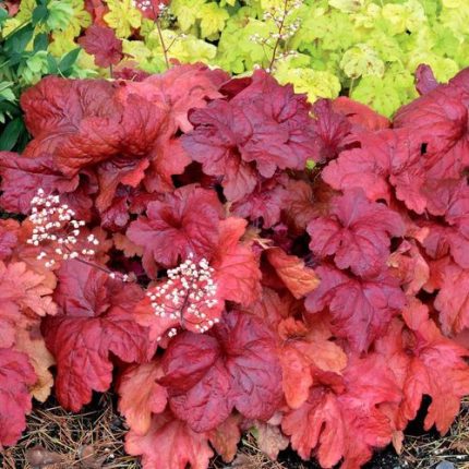 Heuchera 'Fire Chief'