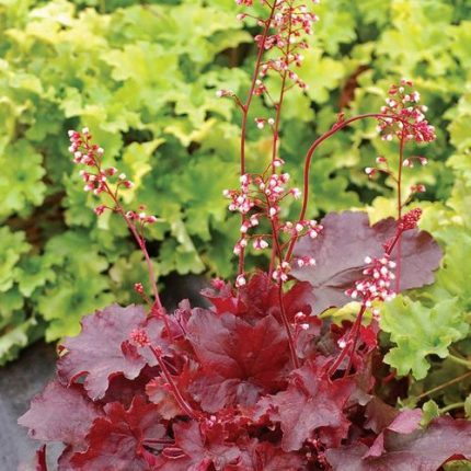 Heuchera 'Fire Chief'