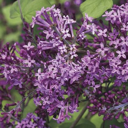 Syringa Bloomerang Dark Purple