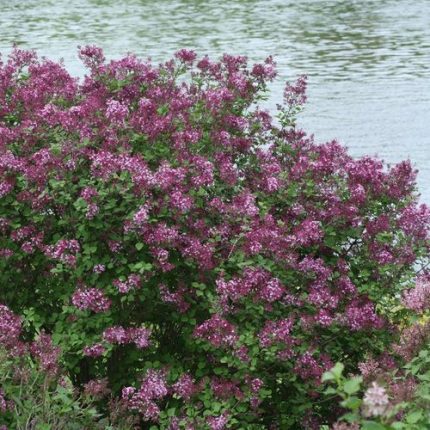 Syringa Bloomerang Dark Purple