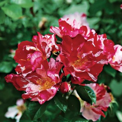 Fourth of July Climbing Rose