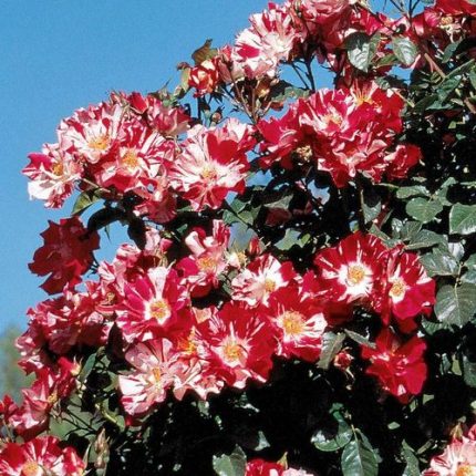 Fourth of July Climbing Rose