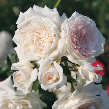 Honeymoon Arborose Climbing Rose