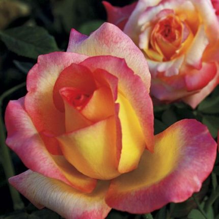 Royal Welcome Hybrid Tea Rose