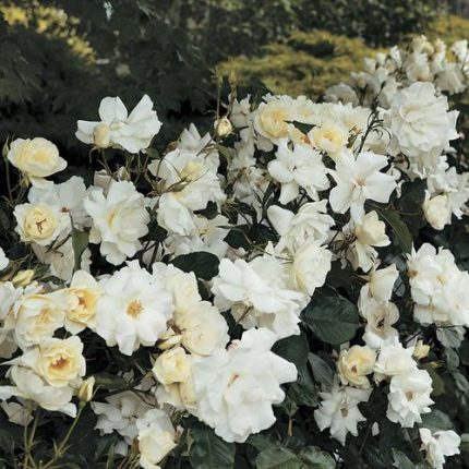 White Simplicity Hedge Rose