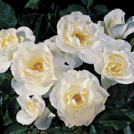 White Simplicity Hedge Rose