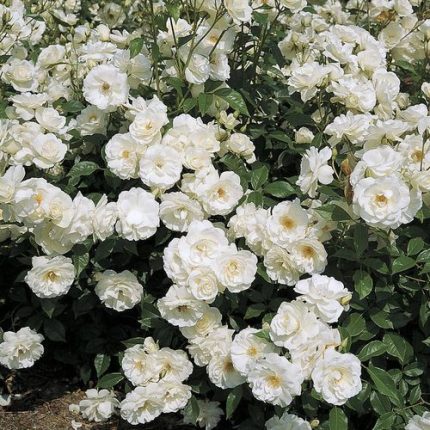 Iceberg Floribunda Rose