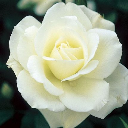 Iceberg Floribunda Rose