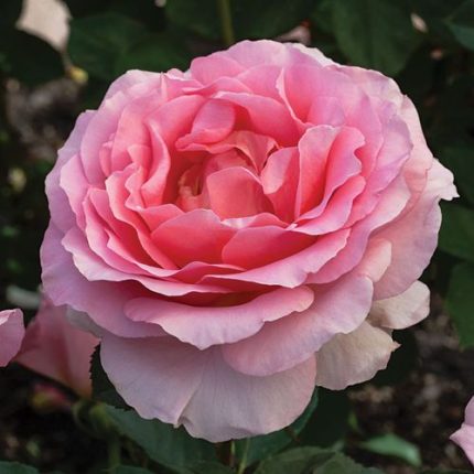 Dr. Jane Goodall Hybrid Tea Rose